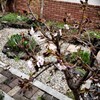 千島桜