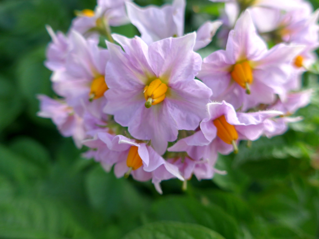 じゃがいもの花