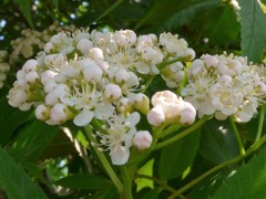 ナナカマドの花