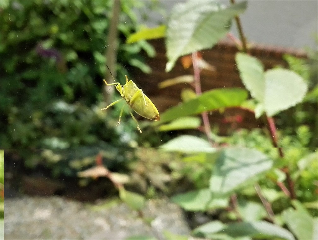 カメムシ