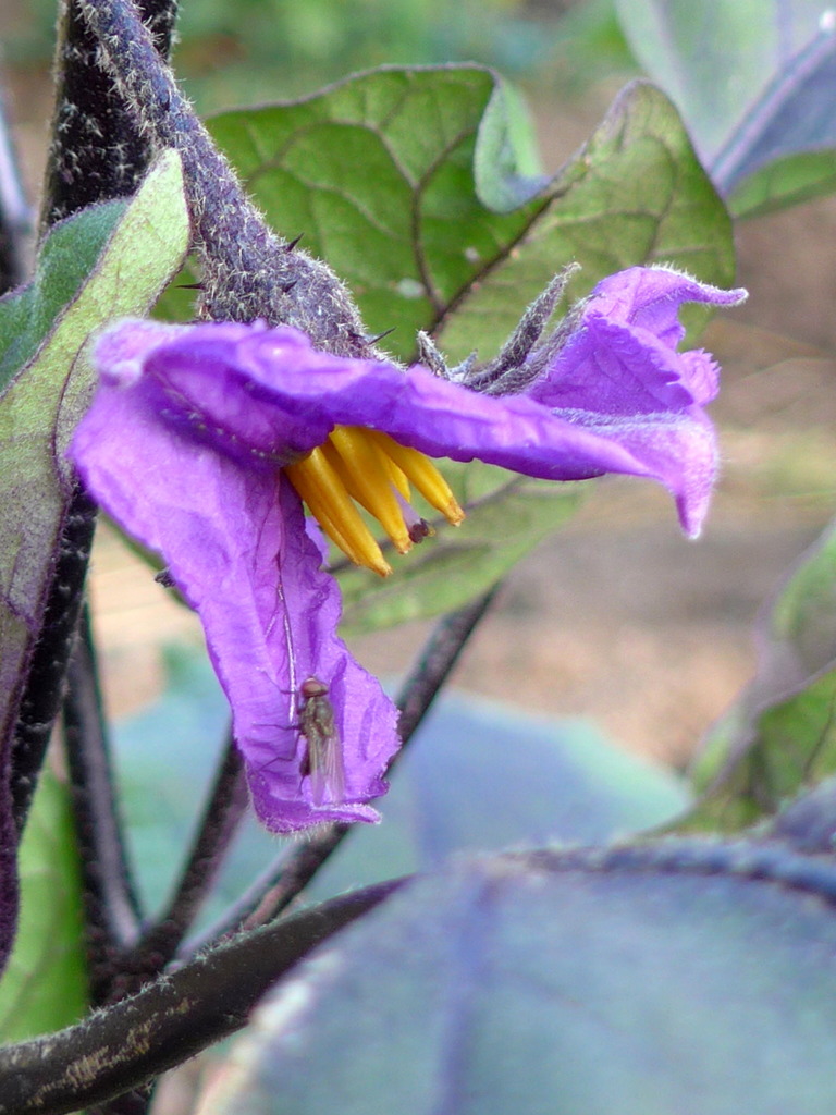 茄の花