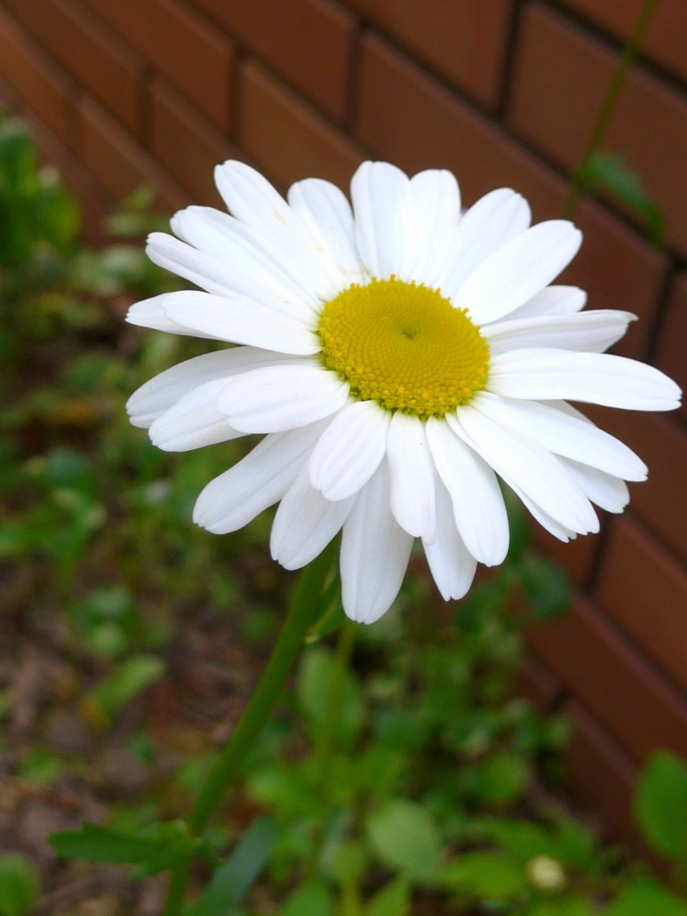フランス菊