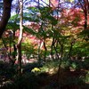 色んな色で・・・