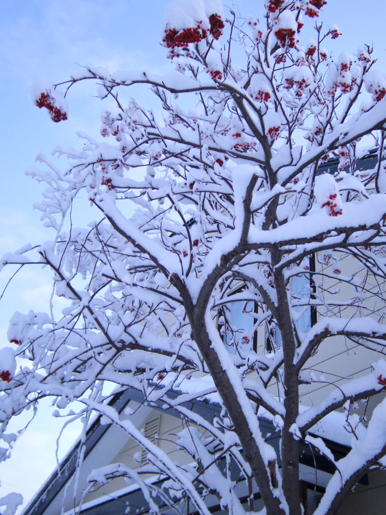 ナナカマドに雪