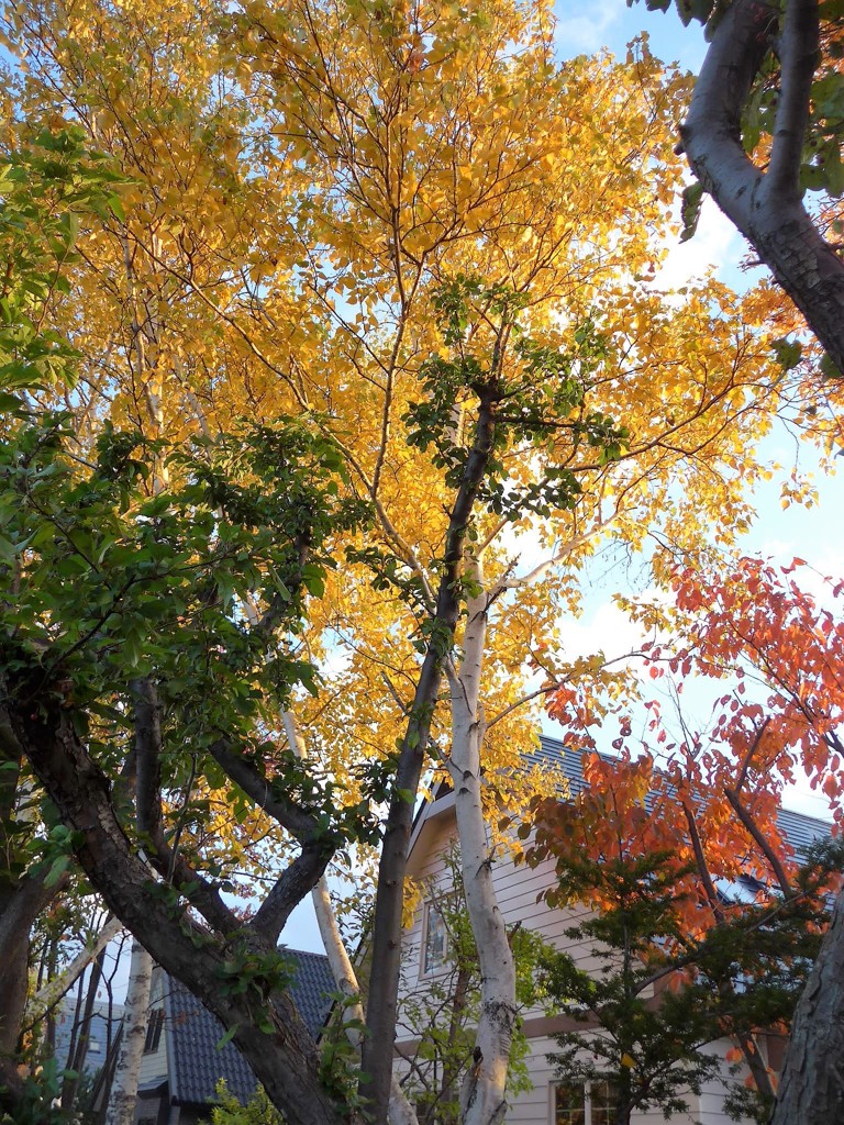 散歩道の紅葉　白樺