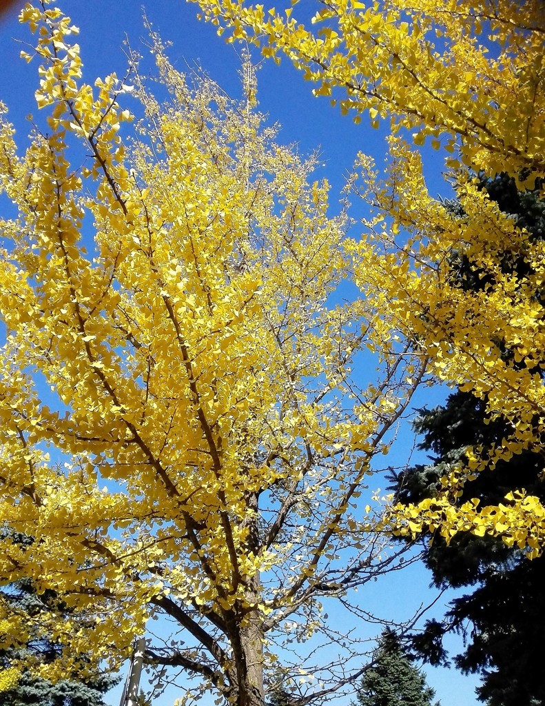 銀杏　紅葉