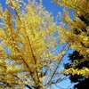銀杏　紅葉