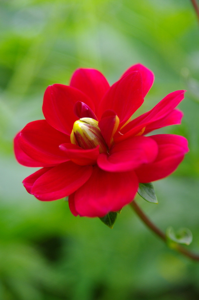 深紅の・・・・・