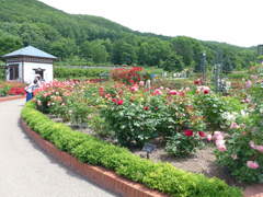 岩見沢薔薇園