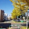 銀杏　紅葉
