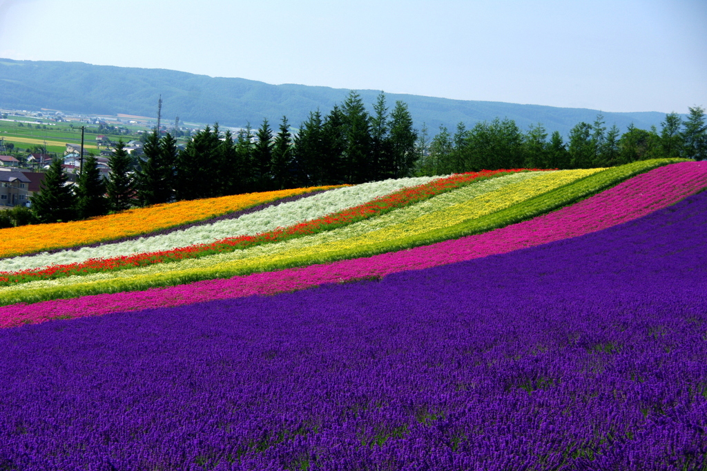 ファーム富田
