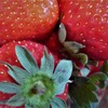 採りたてイチゴ