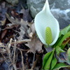 水芭蕉