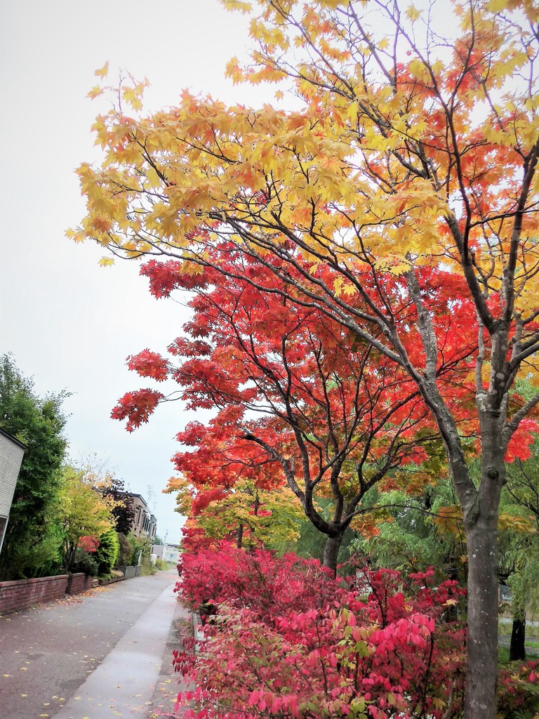 紅葉