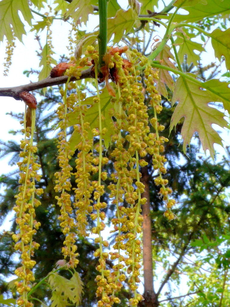 赤楢の花