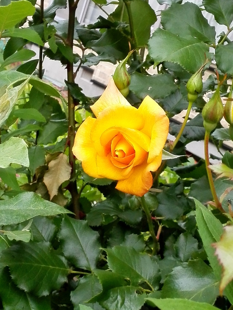 薔薇
