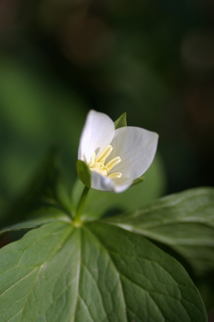 原野に咲く花