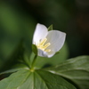 原野に咲く花