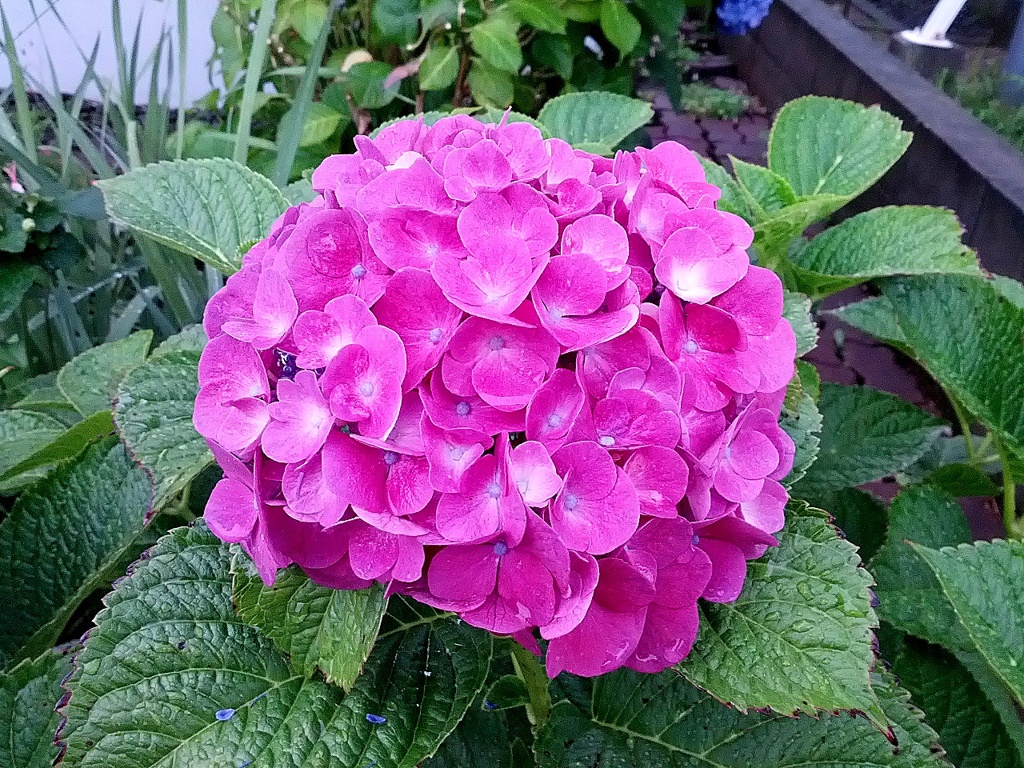 紫陽花