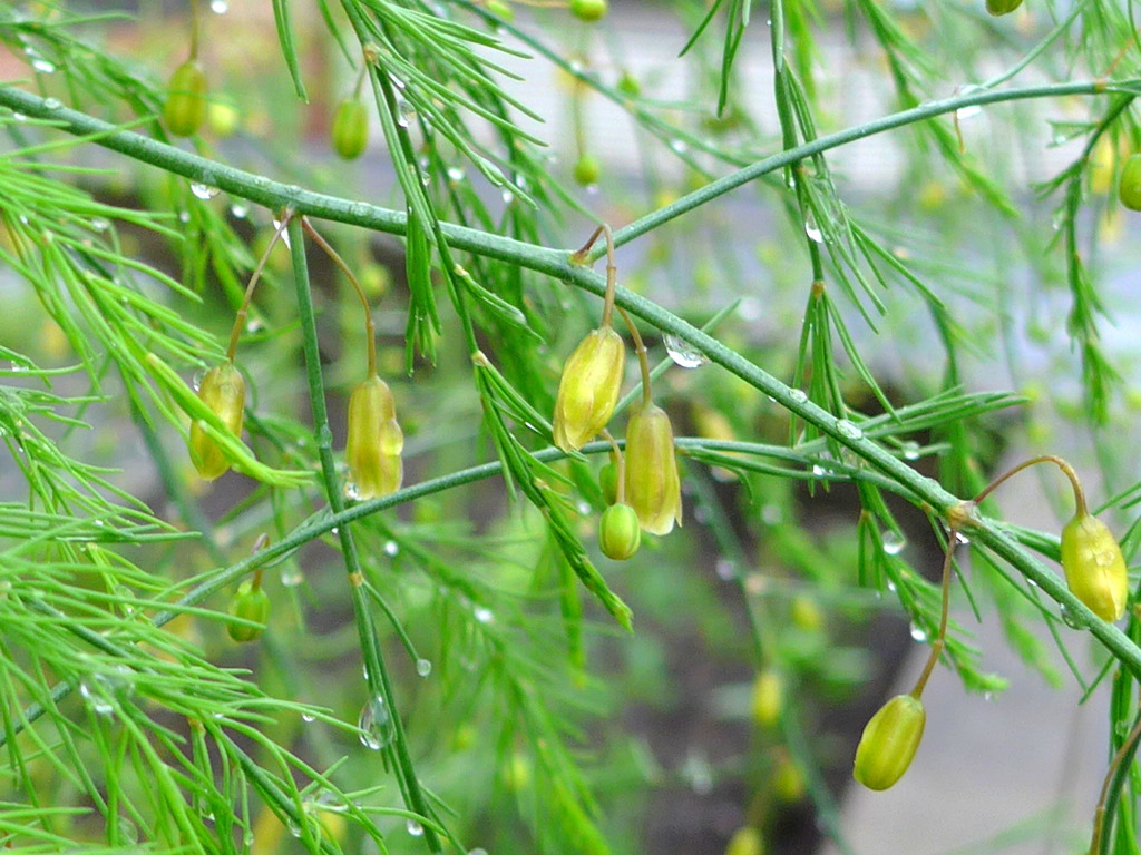 アスパラの花