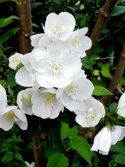 エゾノコリンゴ花