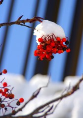 雪を被った赤い実