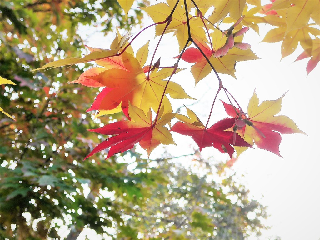 紅葉