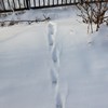 けもの道