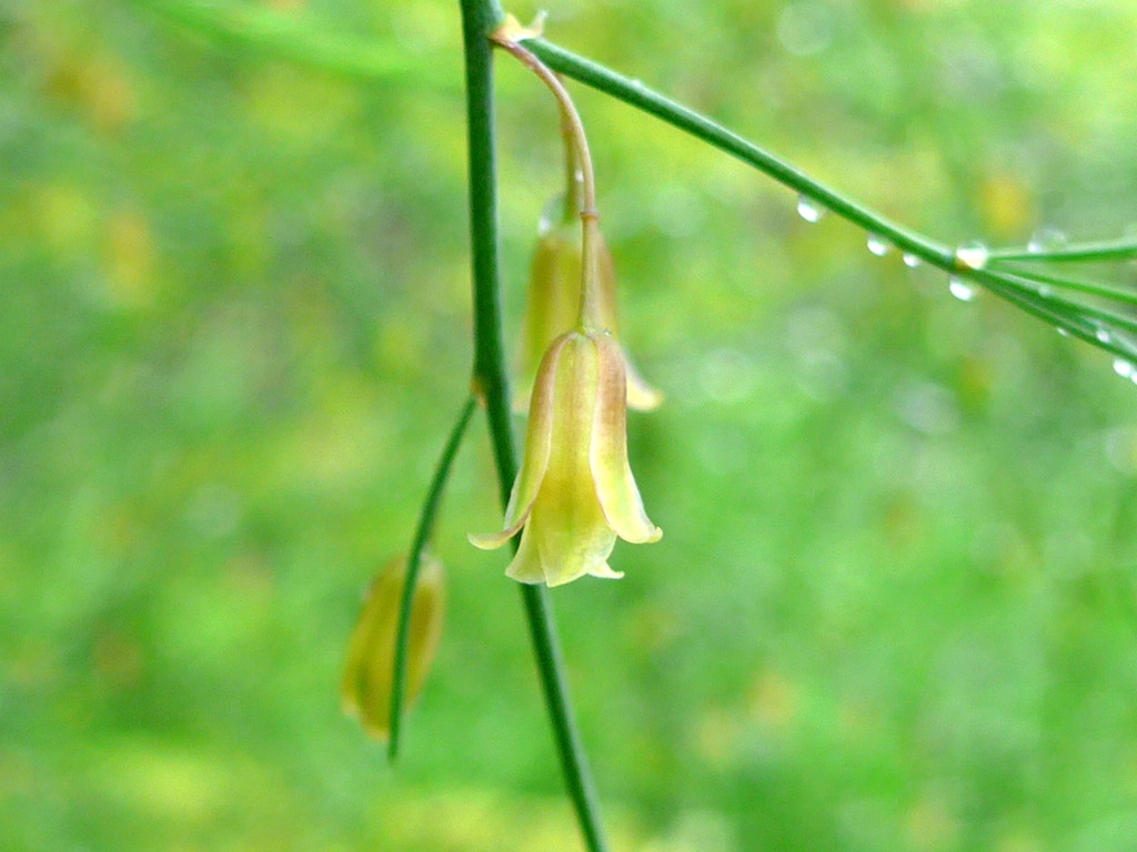 アスパラの花