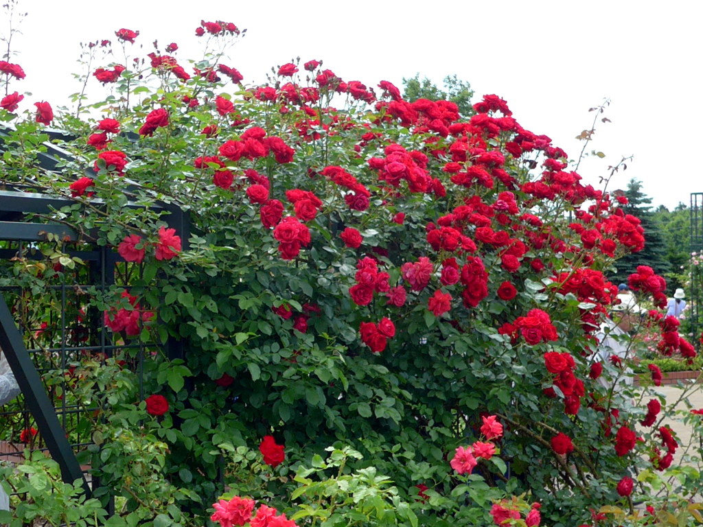 岩見沢薔薇園