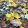 散歩道紅葉