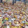 散歩道紅葉