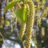 白樺の雄花