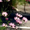 朝陽に透ける