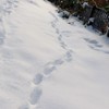 けもの道