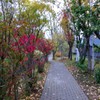 散歩道　紅葉