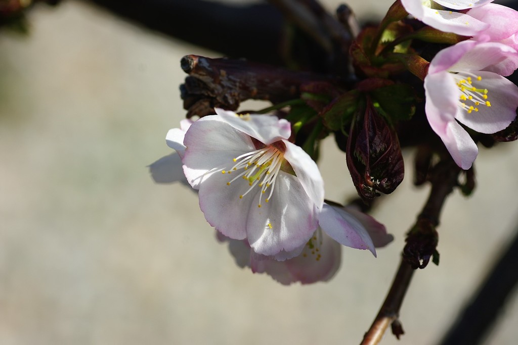 千島桜
