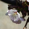 千島桜