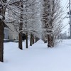 雪の日
