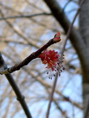 ルブルムカエデ雄花