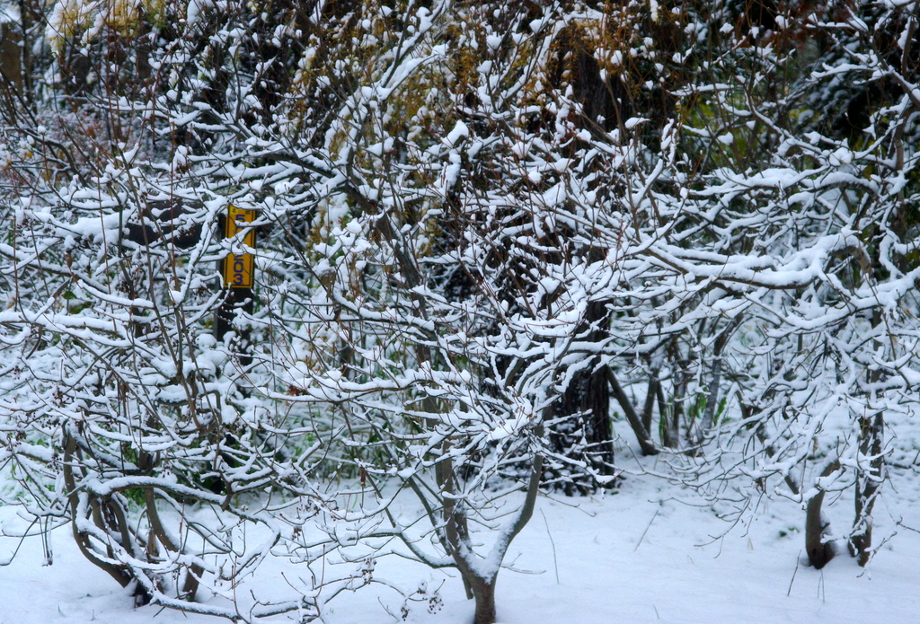 雪の花