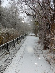 本格的降雪