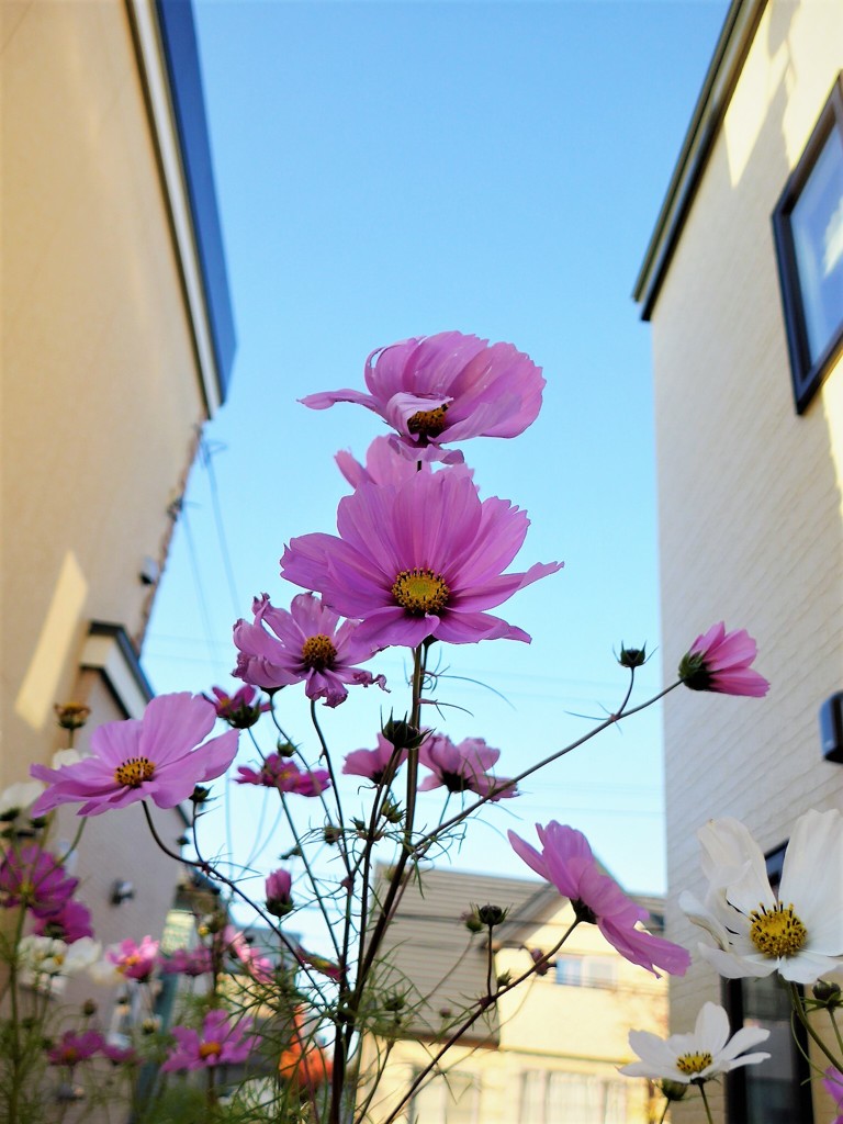 秋桜