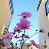 秋桜