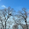鳥の巣