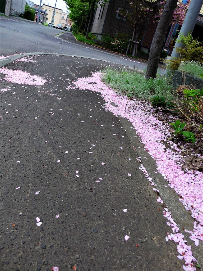 蝦夷山桜花吹雪
