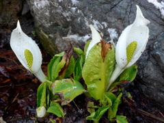 水芭蕉