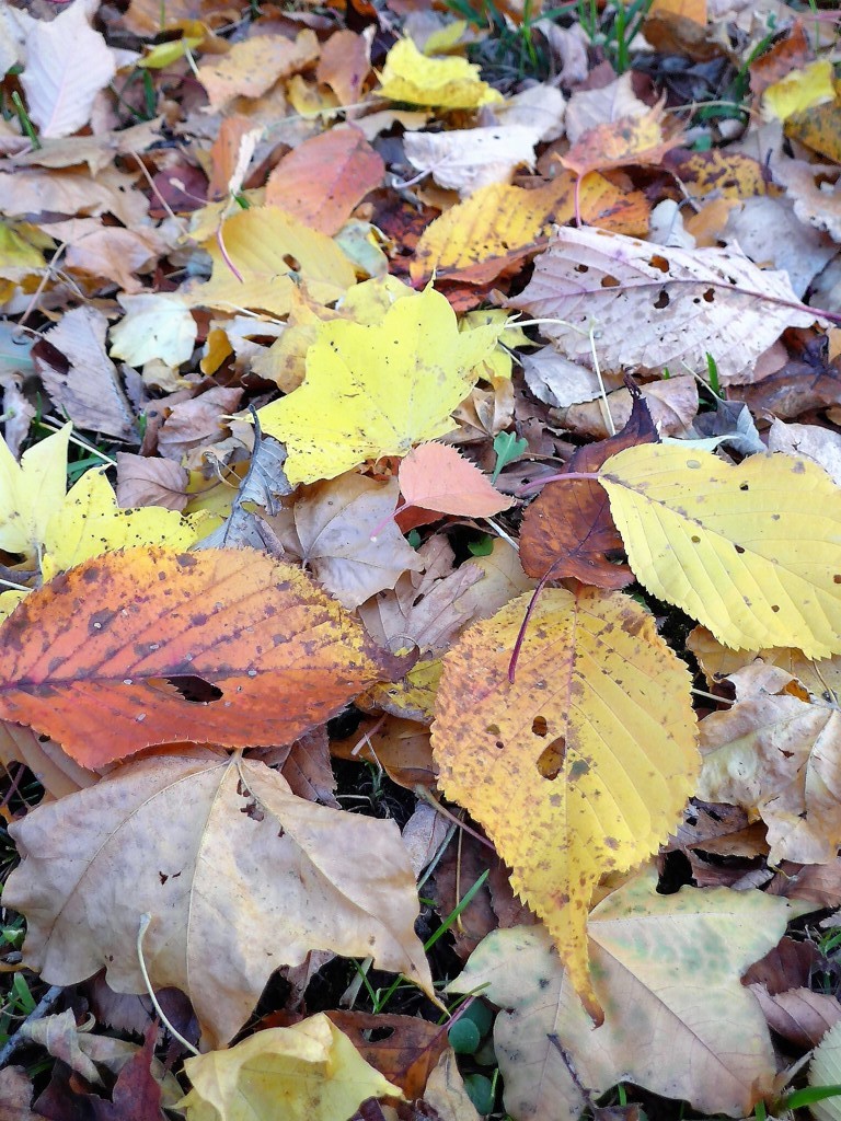 散歩道紅葉