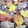 散歩道紅葉