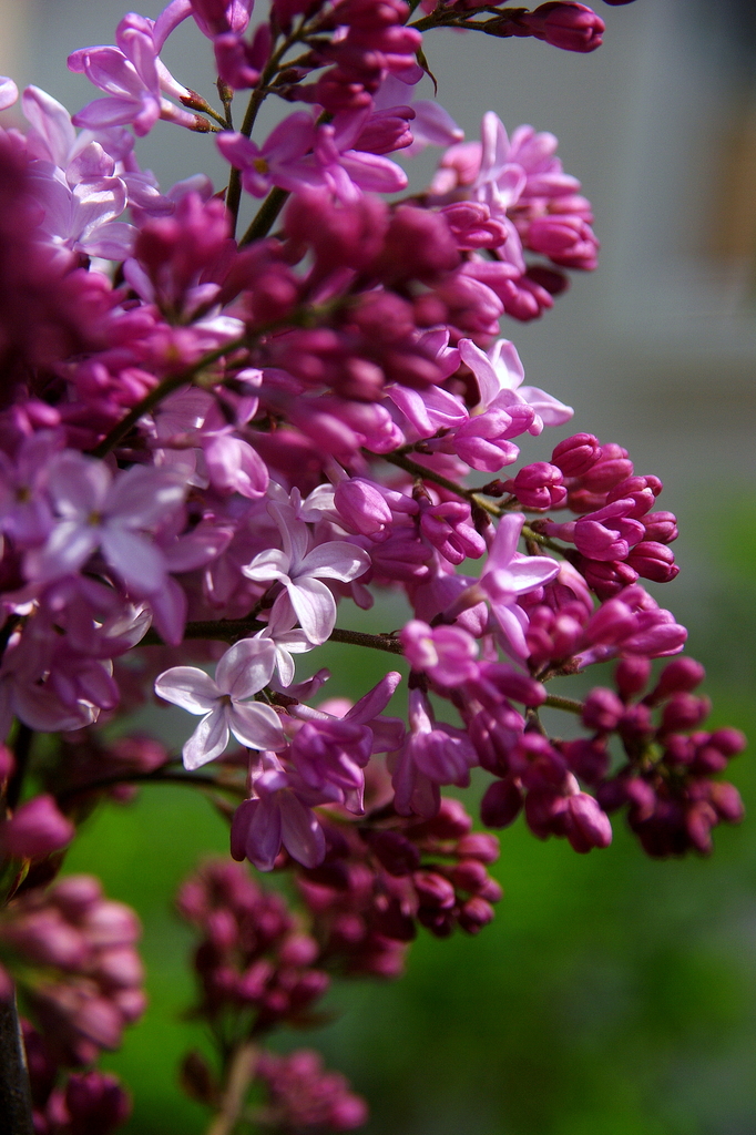 リラの花が満開です